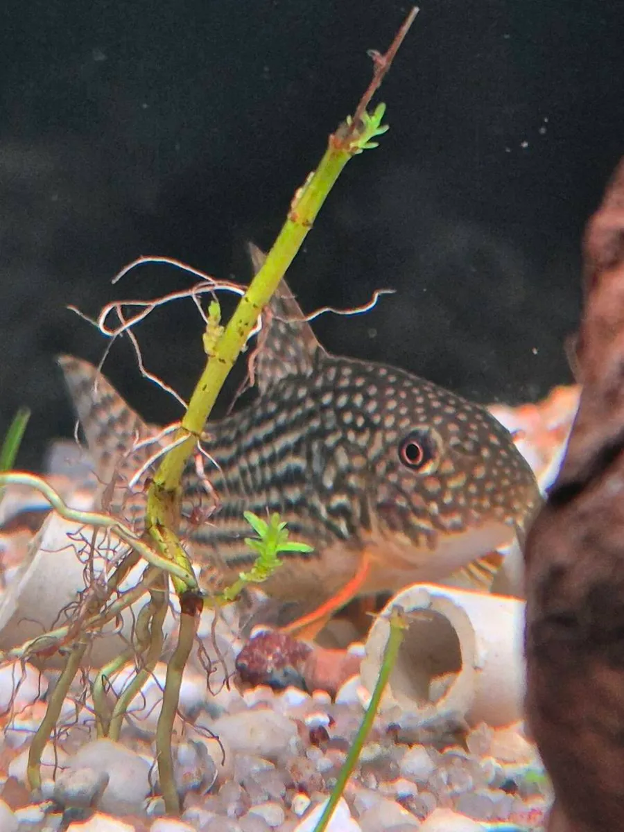 Freshwater fish - Image 1