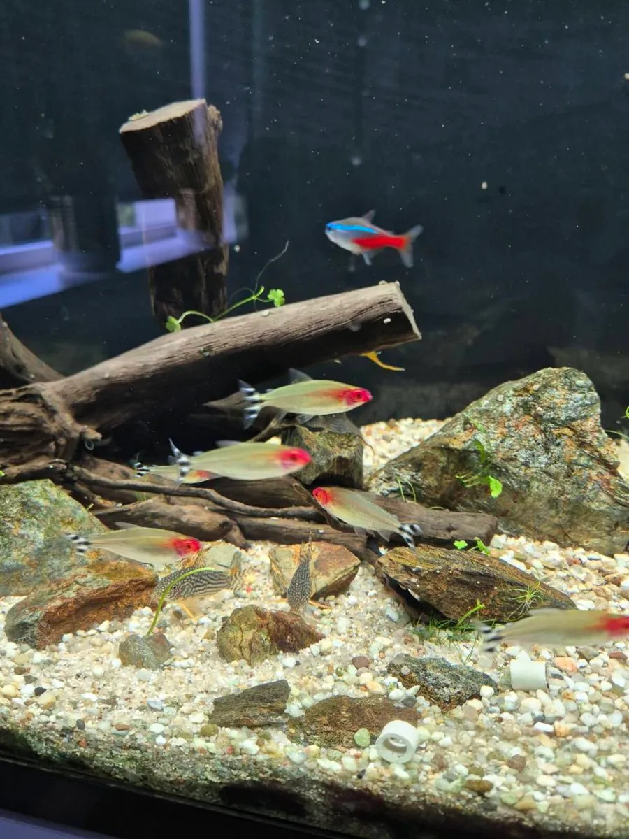 Freshwater fish - Image 3