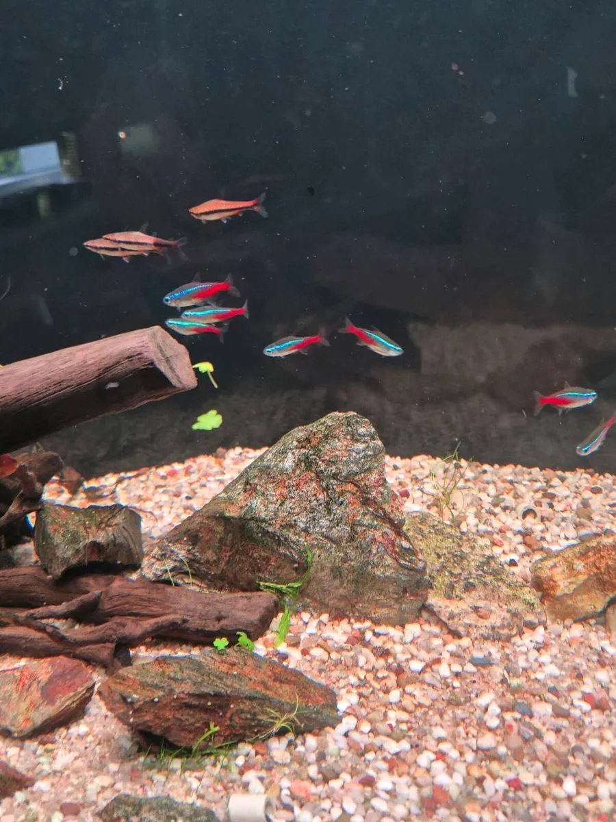 Freshwater fish - Image 4