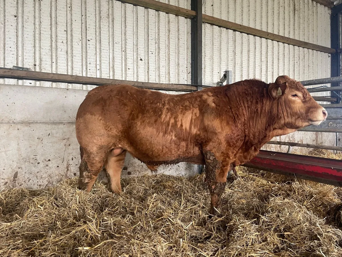 Purebred Limousine Bulls