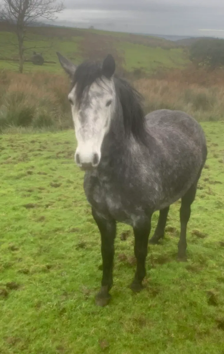 5yr old connemara - Image 1