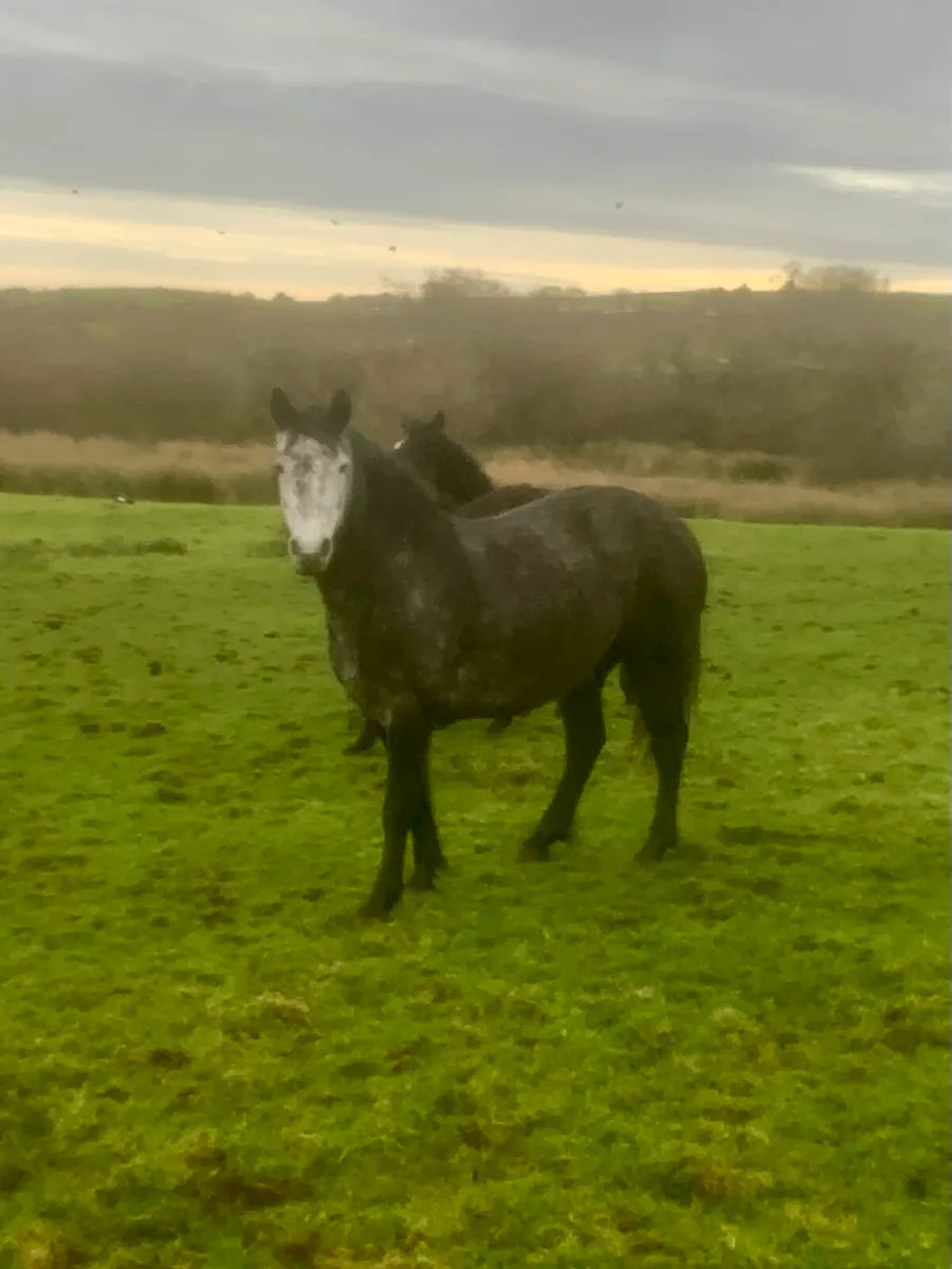 5yr old connemara - Image 3