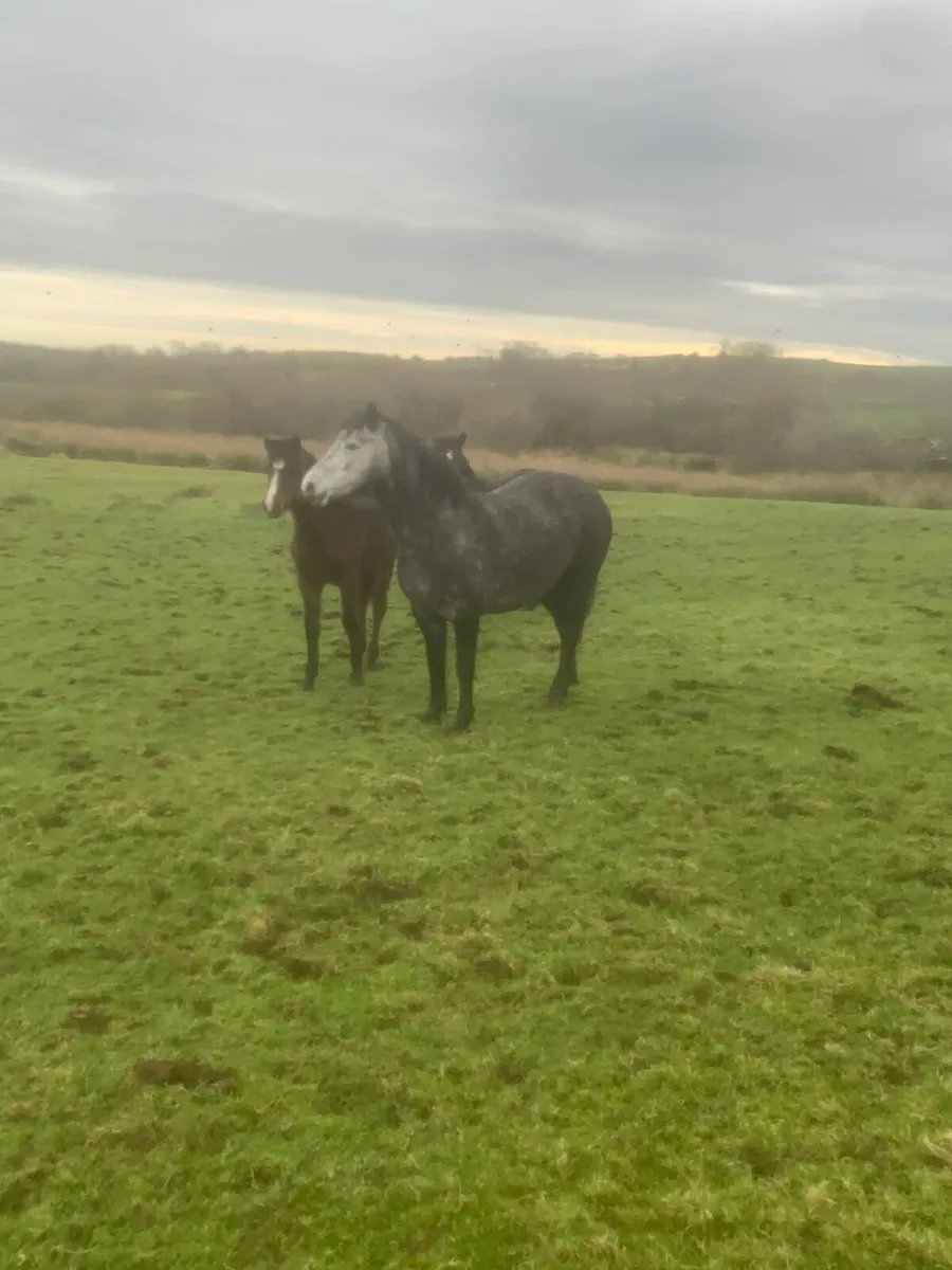 5yr old connemara - Image 4