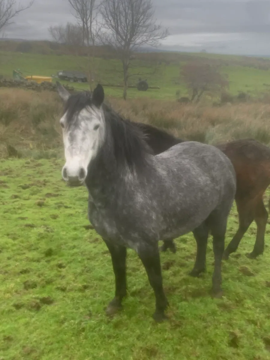 5yr old connemara - Image 2