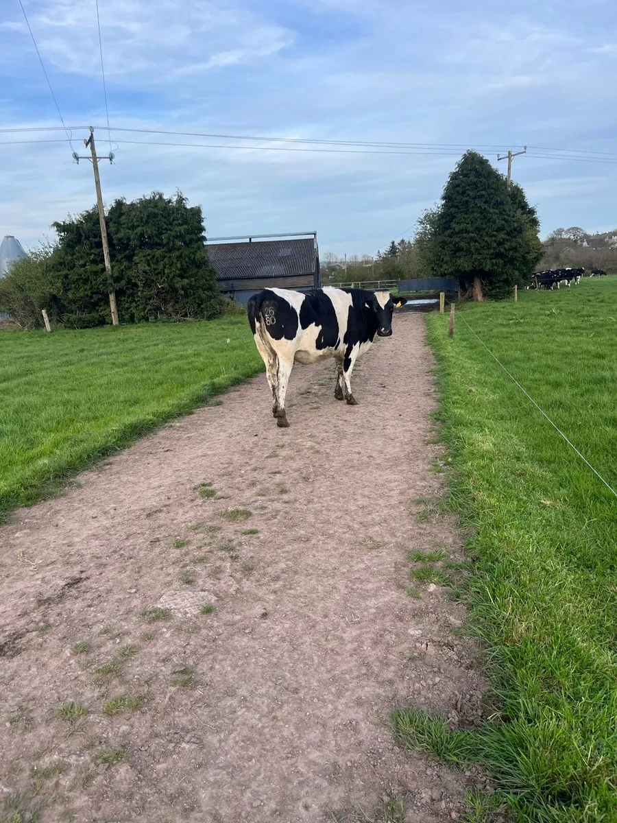 Friesian in calf heifers - Image 1