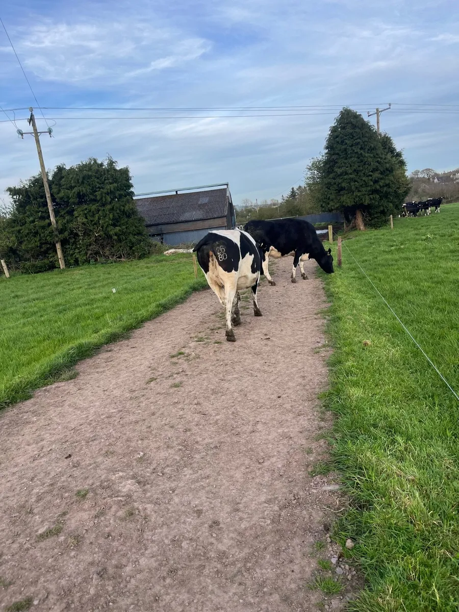 Friesian in calf heifers - Image 2
