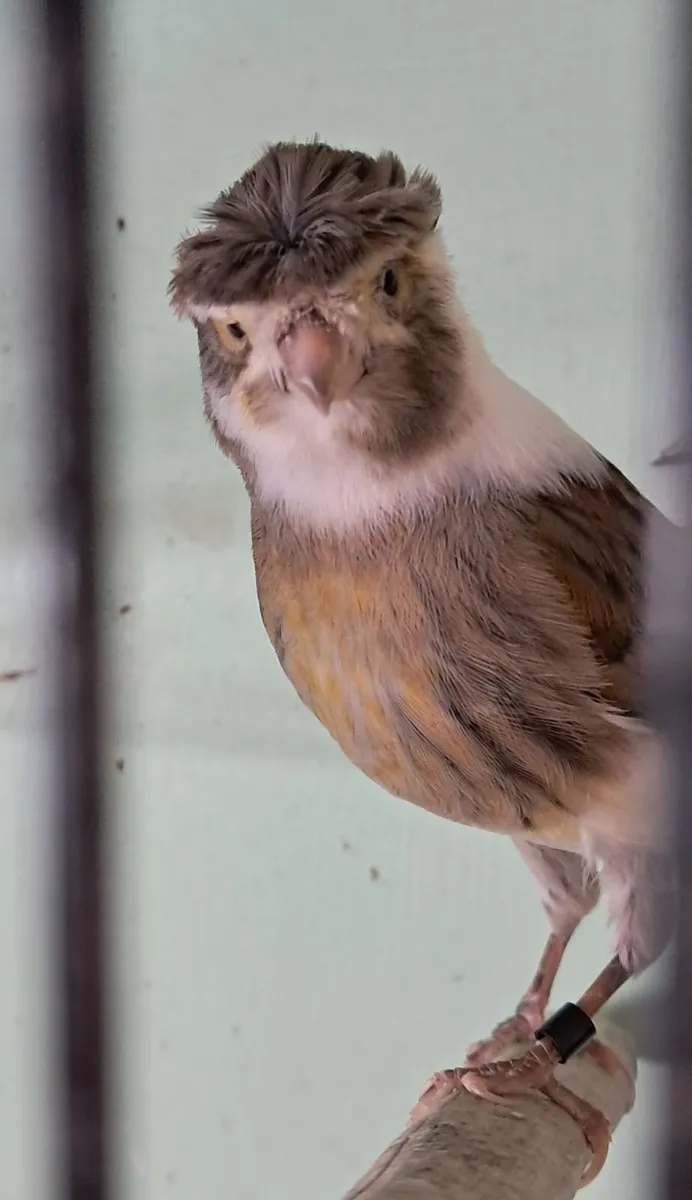 Harlequin canaries - Image 3