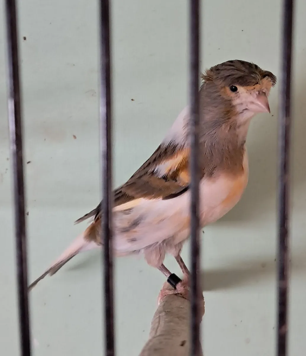 Harlequin canaries - Image 4