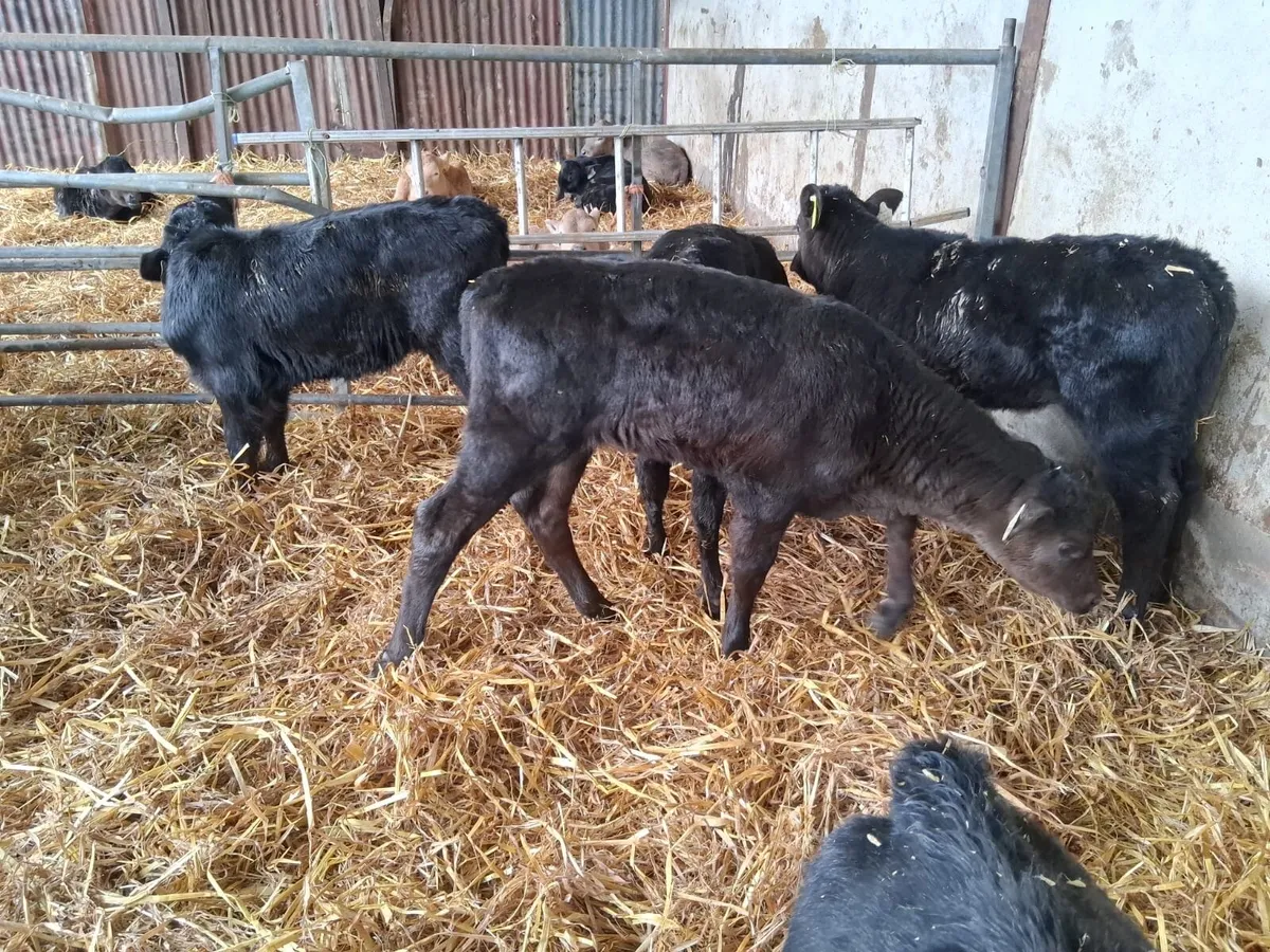 20 almost reared AA heifers - Image 2