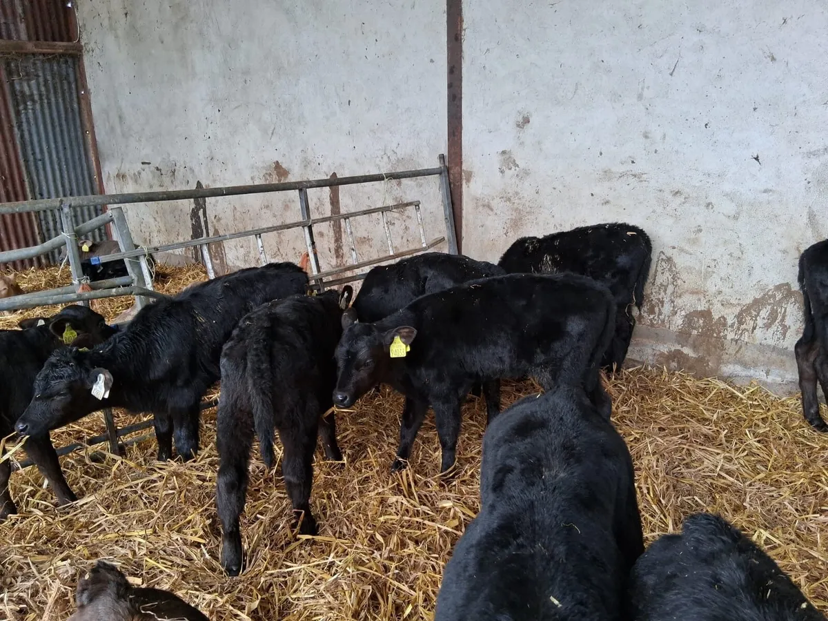 20 almost reared AA heifers - Image 1