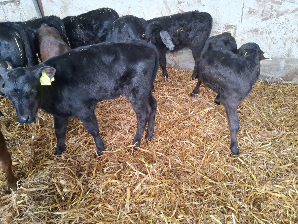 20 almost reared AA heifers - Image 3