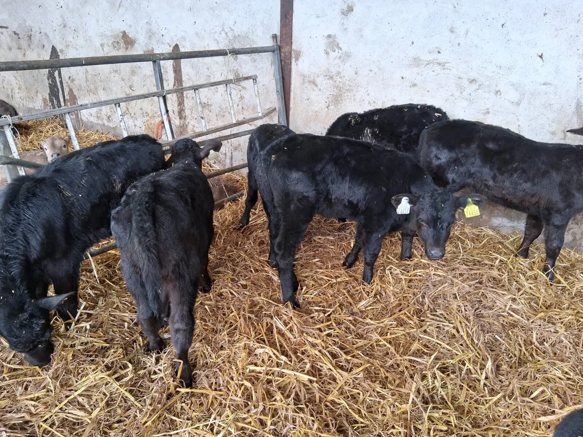 20 almost reared AA heifers - Image 4