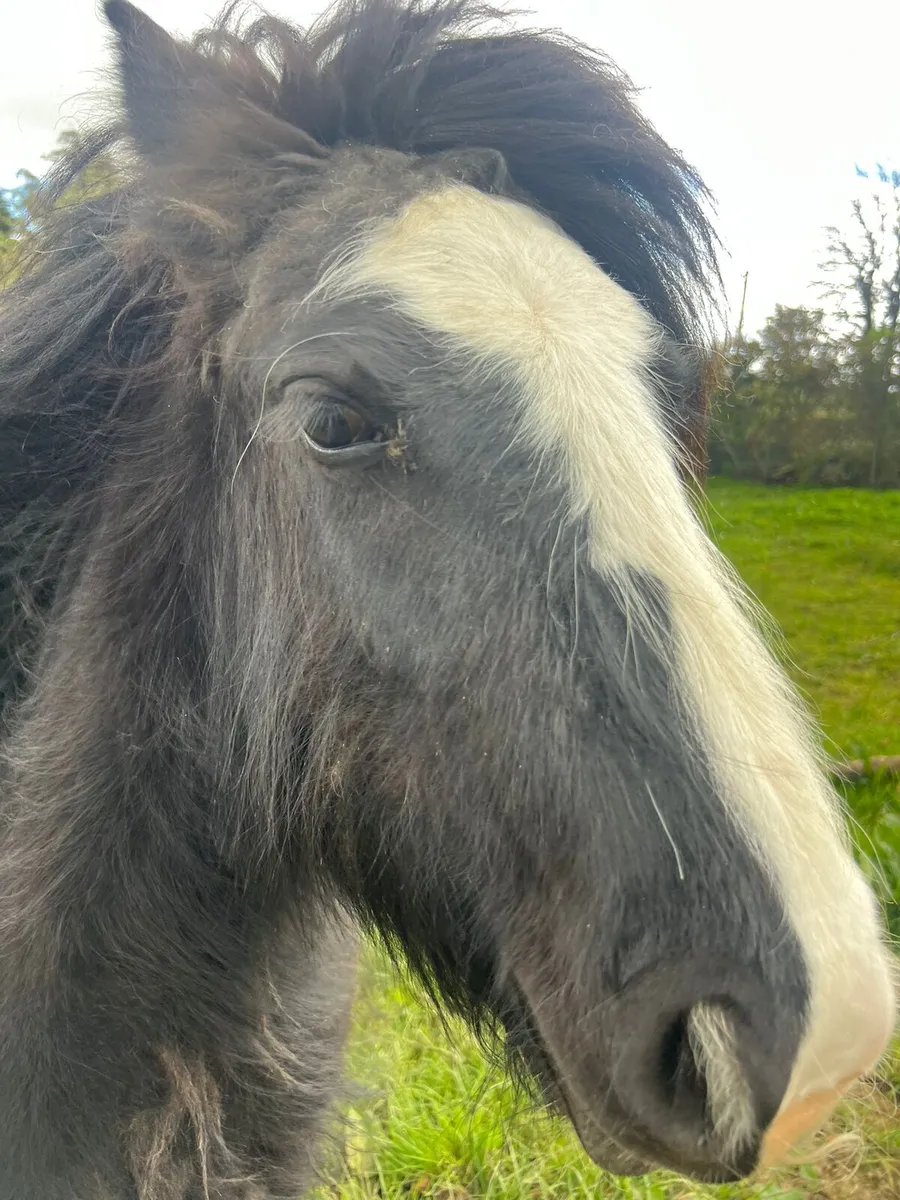 Cob mare - Image 3