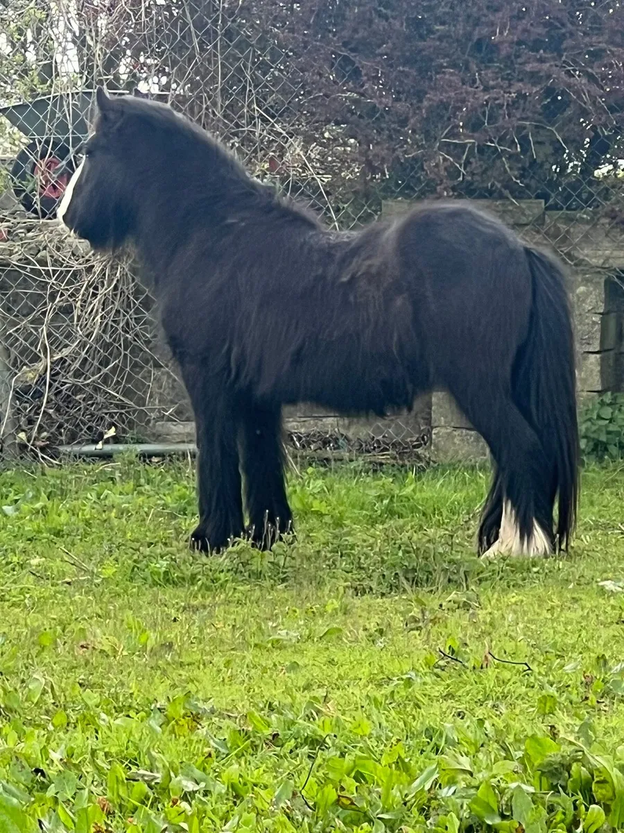 Cob mare - Image 2