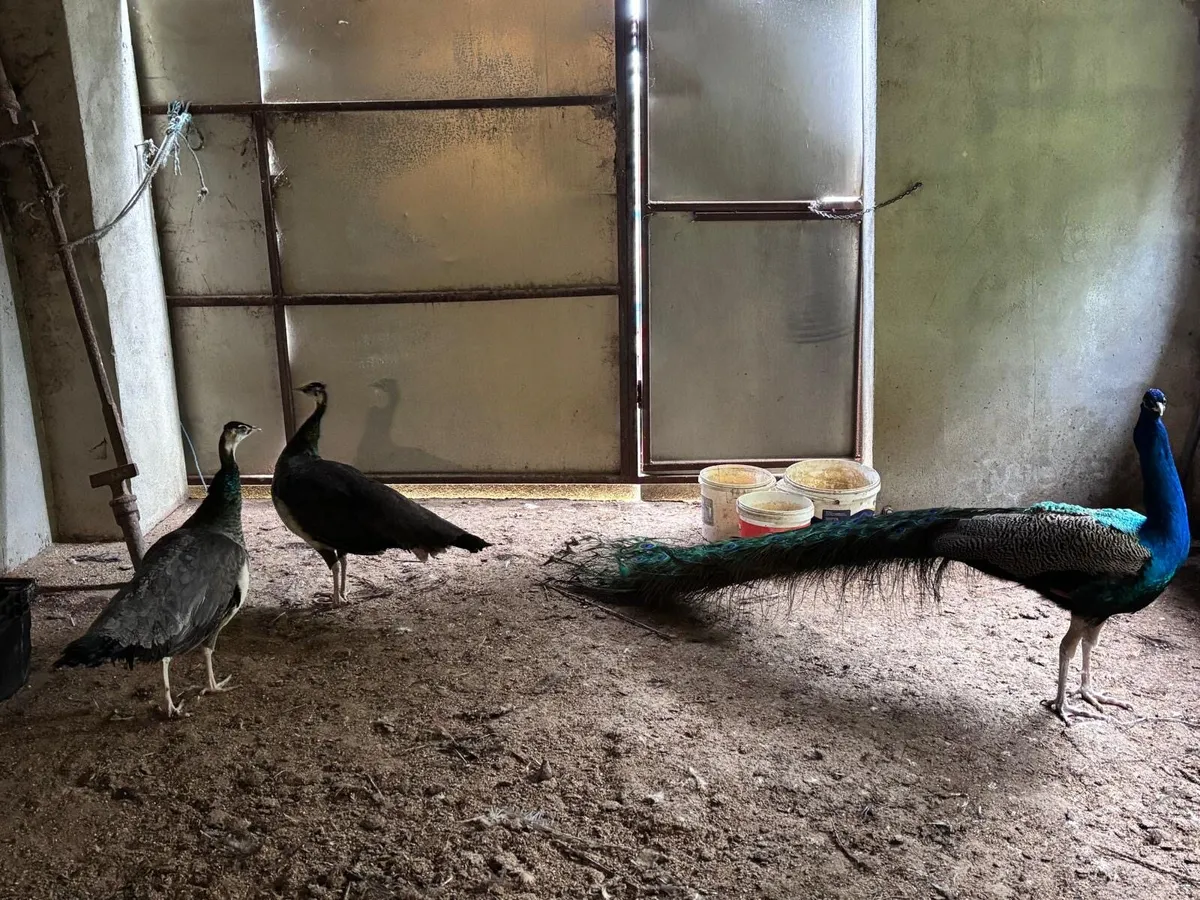 Peacock & 2 peahens - Image 1