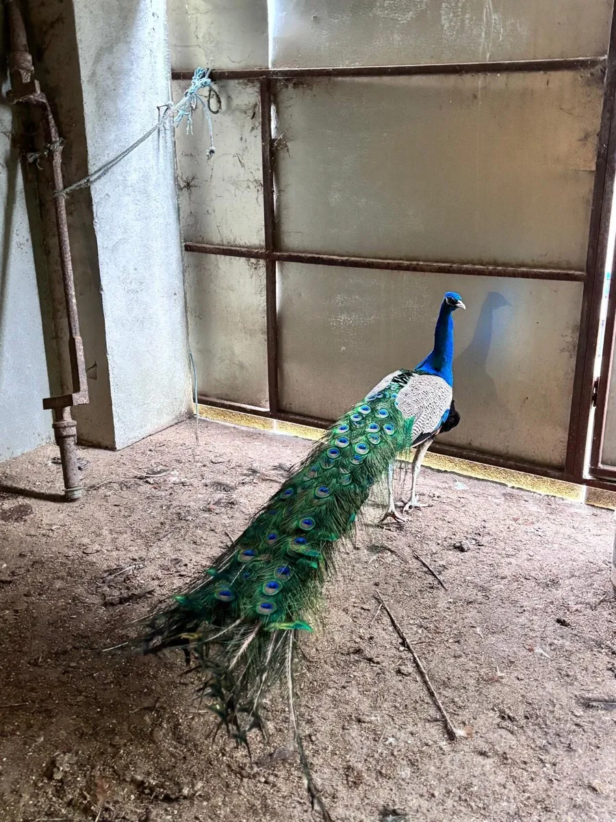 Peacock & 2 peahens - Image 2