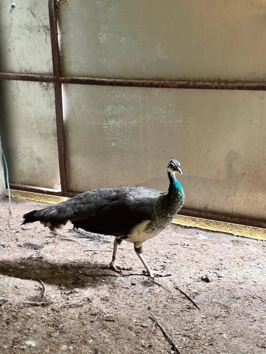 Peacock & 2 peahens - Image 3