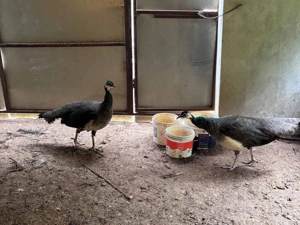Peacock & 2 peahens - Image 4