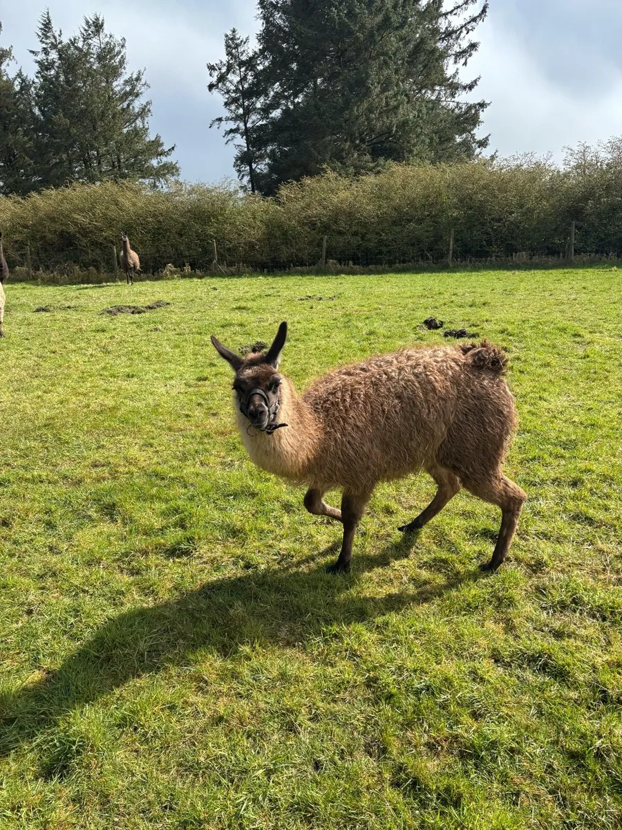Alpacas and lamas - Image 1