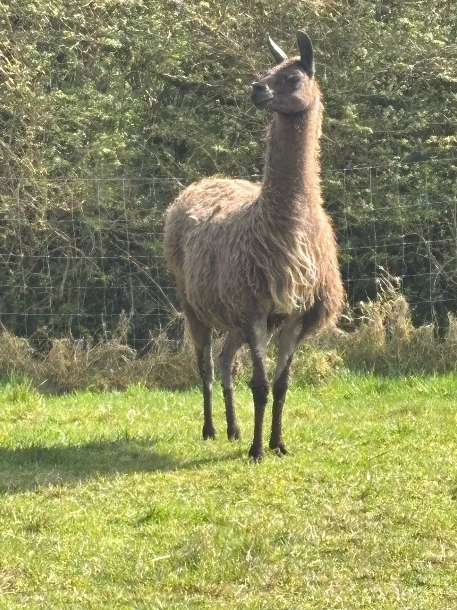 Alpacas and lamas - Image 2