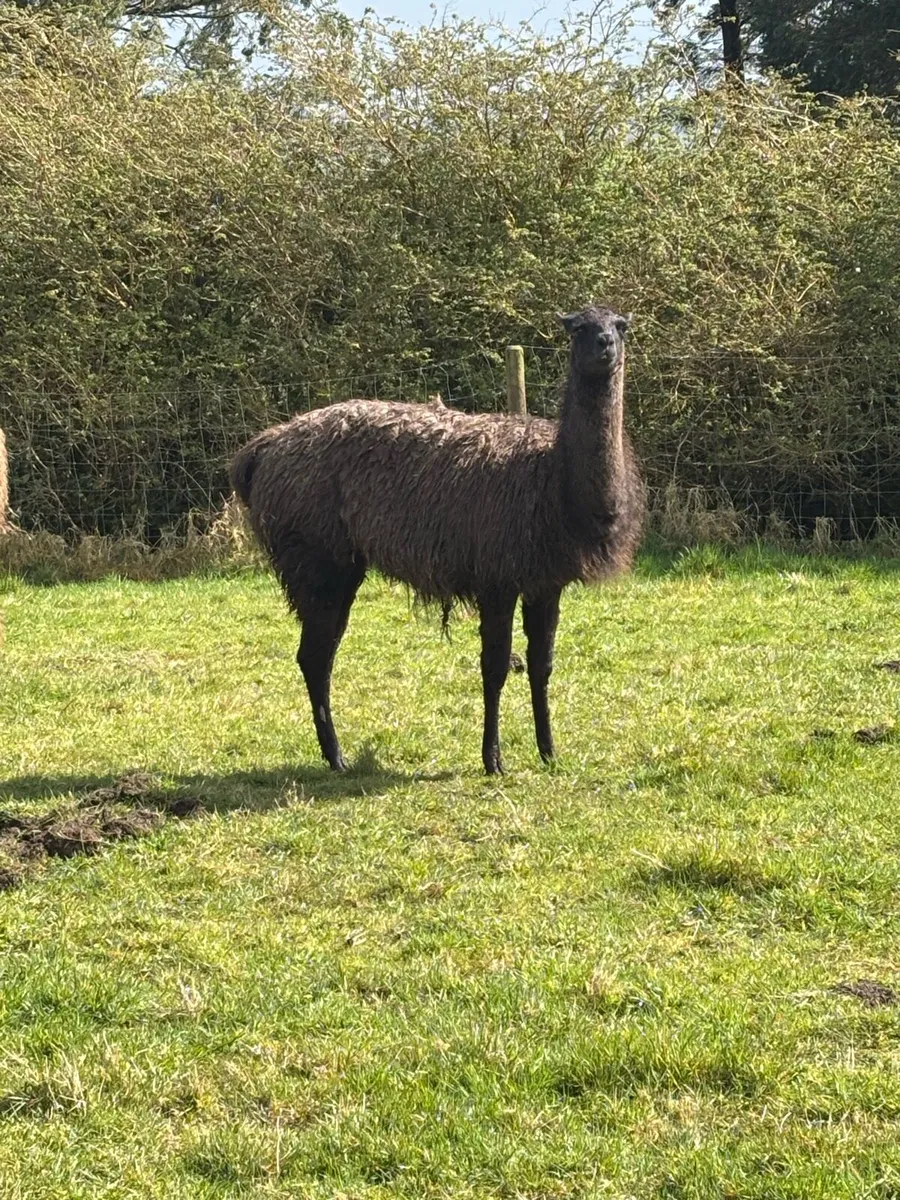Alpacas and lamas - Image 3