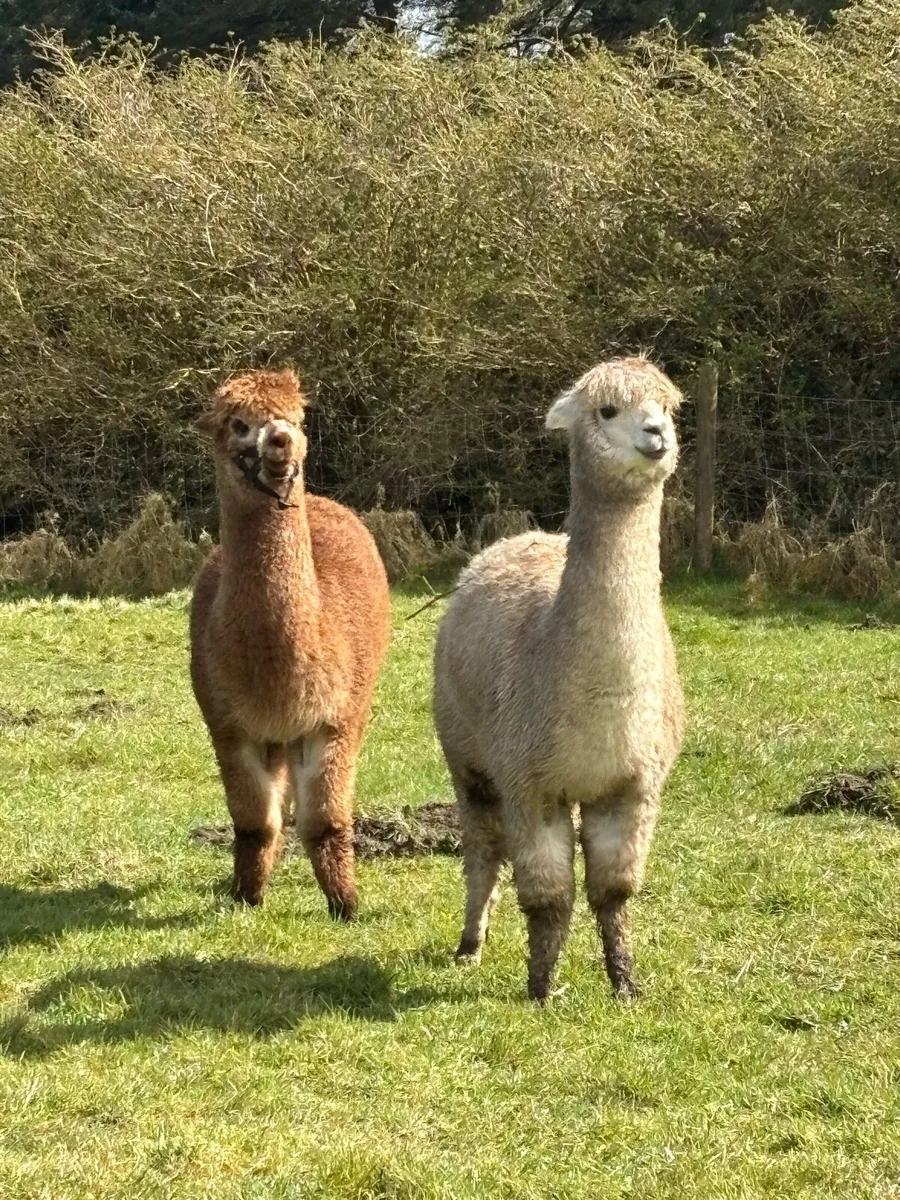 Alpacas and lamas - Image 4