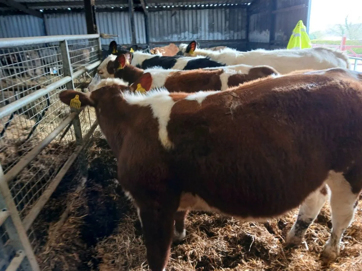 4 Lovely Replacement Heifers - Image 1