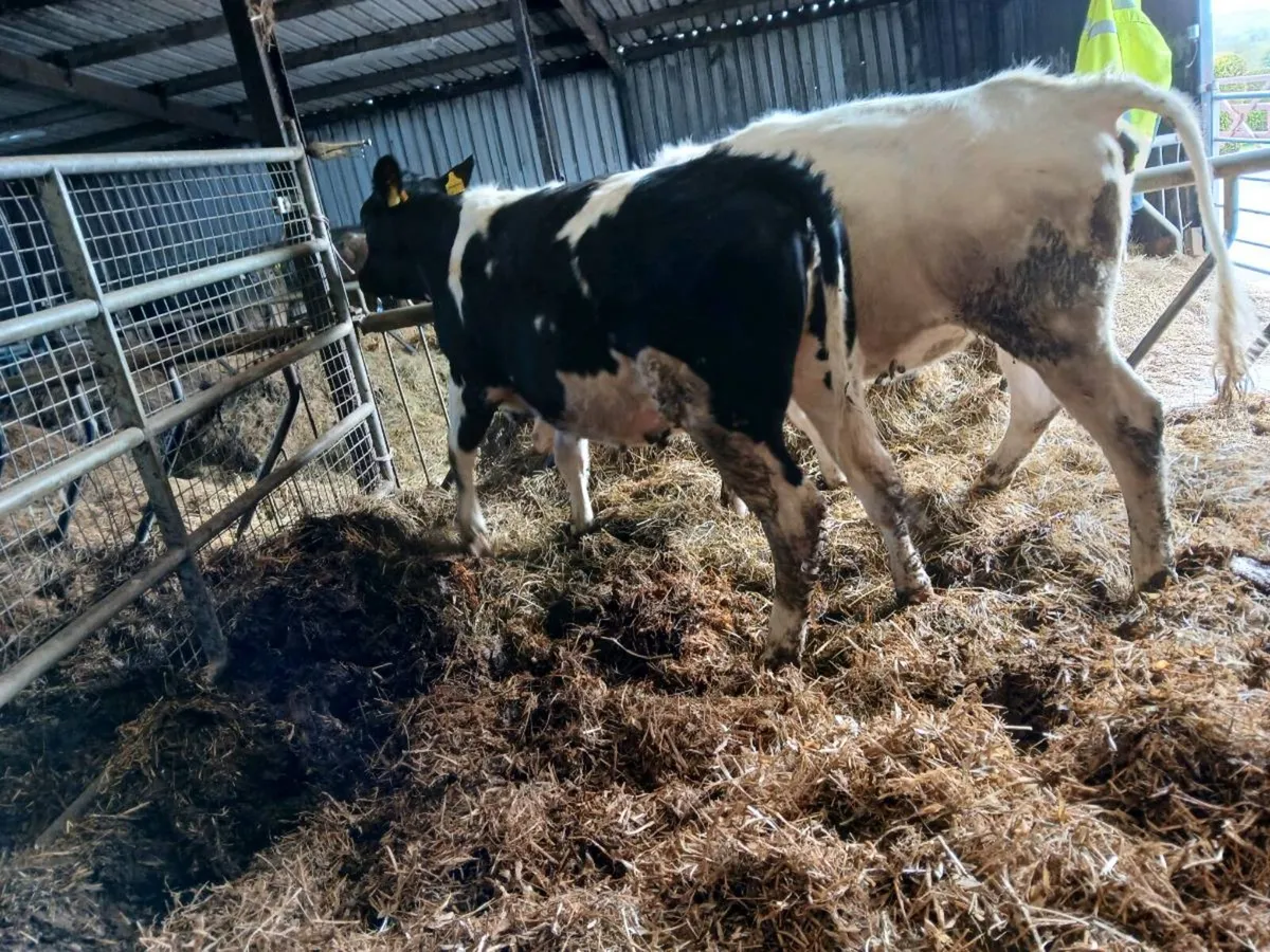 4 Lovely Replacement Heifers - Image 2