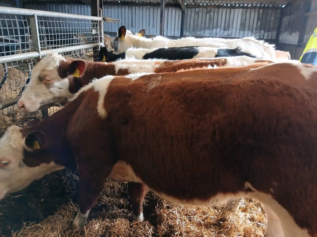 4 Lovely Replacement Heifers - Image 4