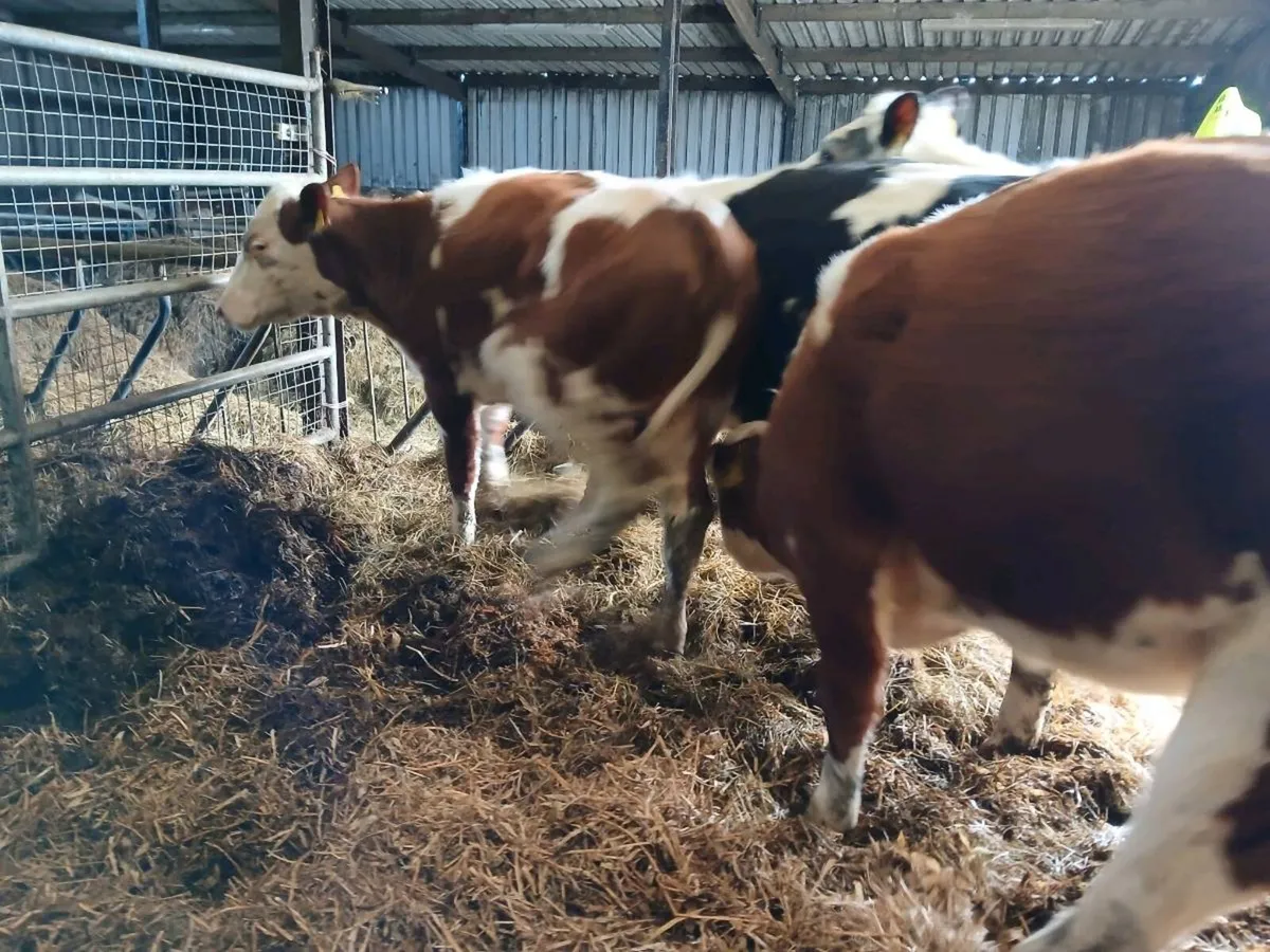 4 Lovely Replacement Heifers - Image 3