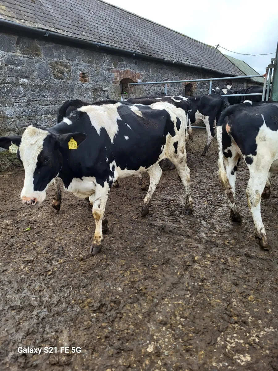 Maiden heifers - Image 1