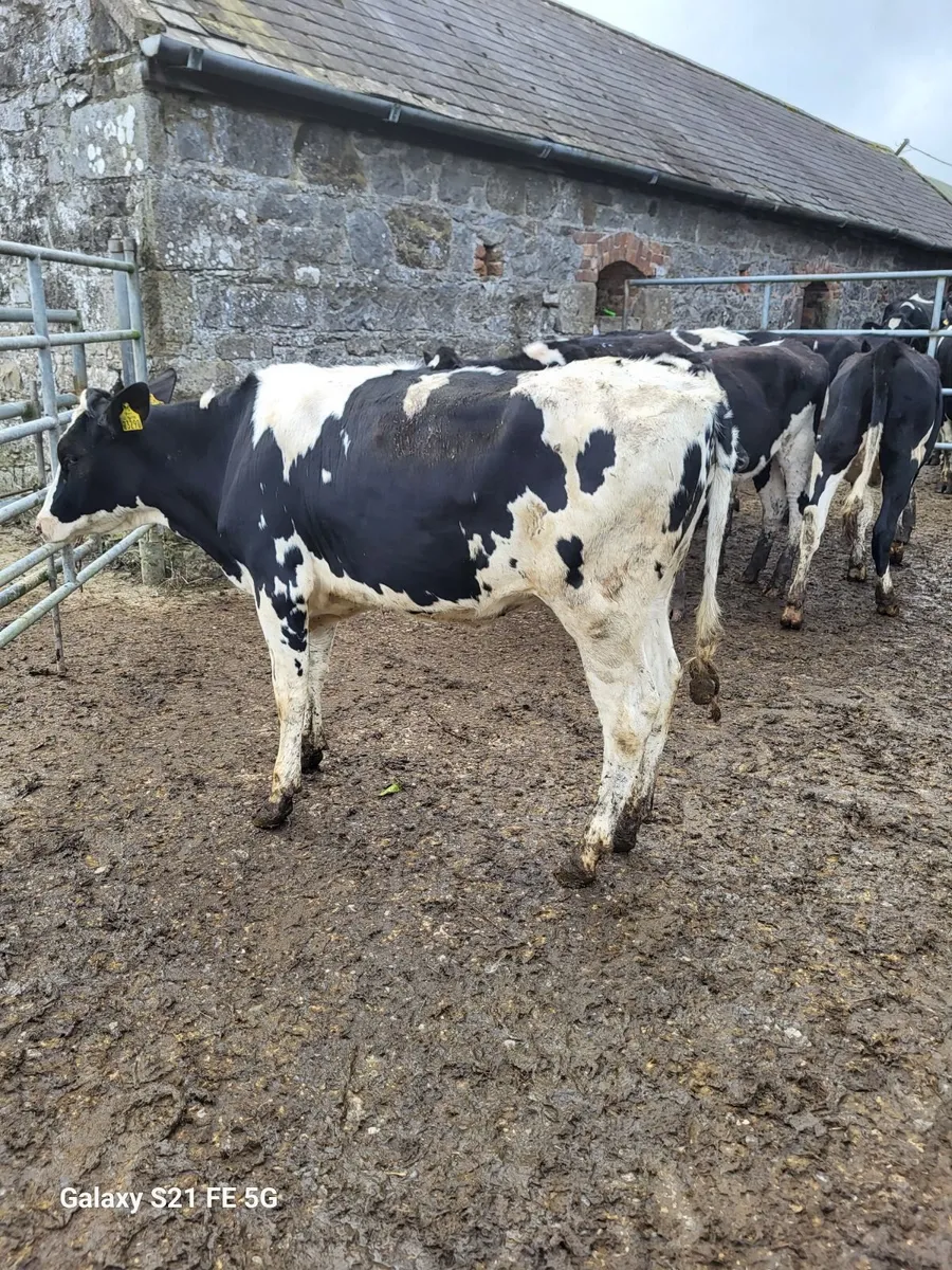 Maiden heifers - Image 2
