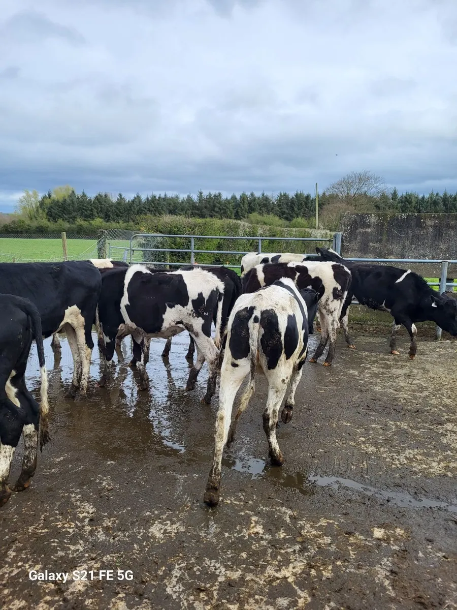 Maiden heifers - Image 3