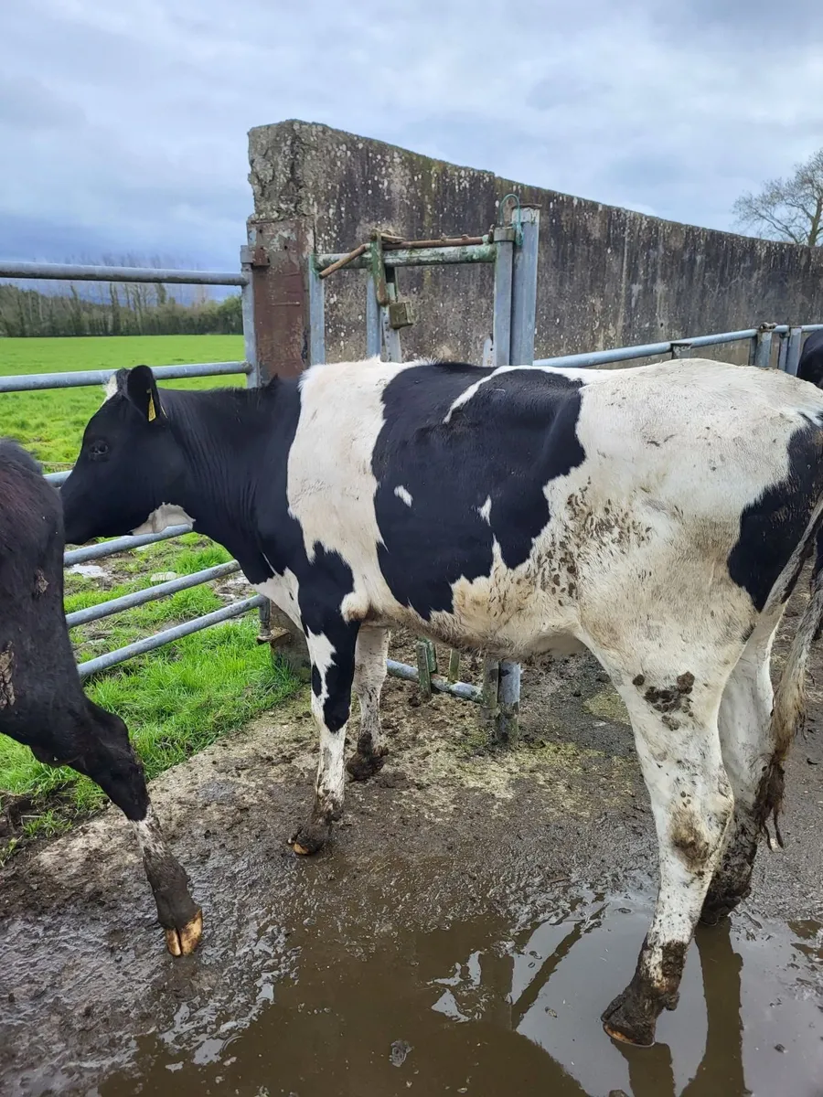 Maiden heifers - Image 4