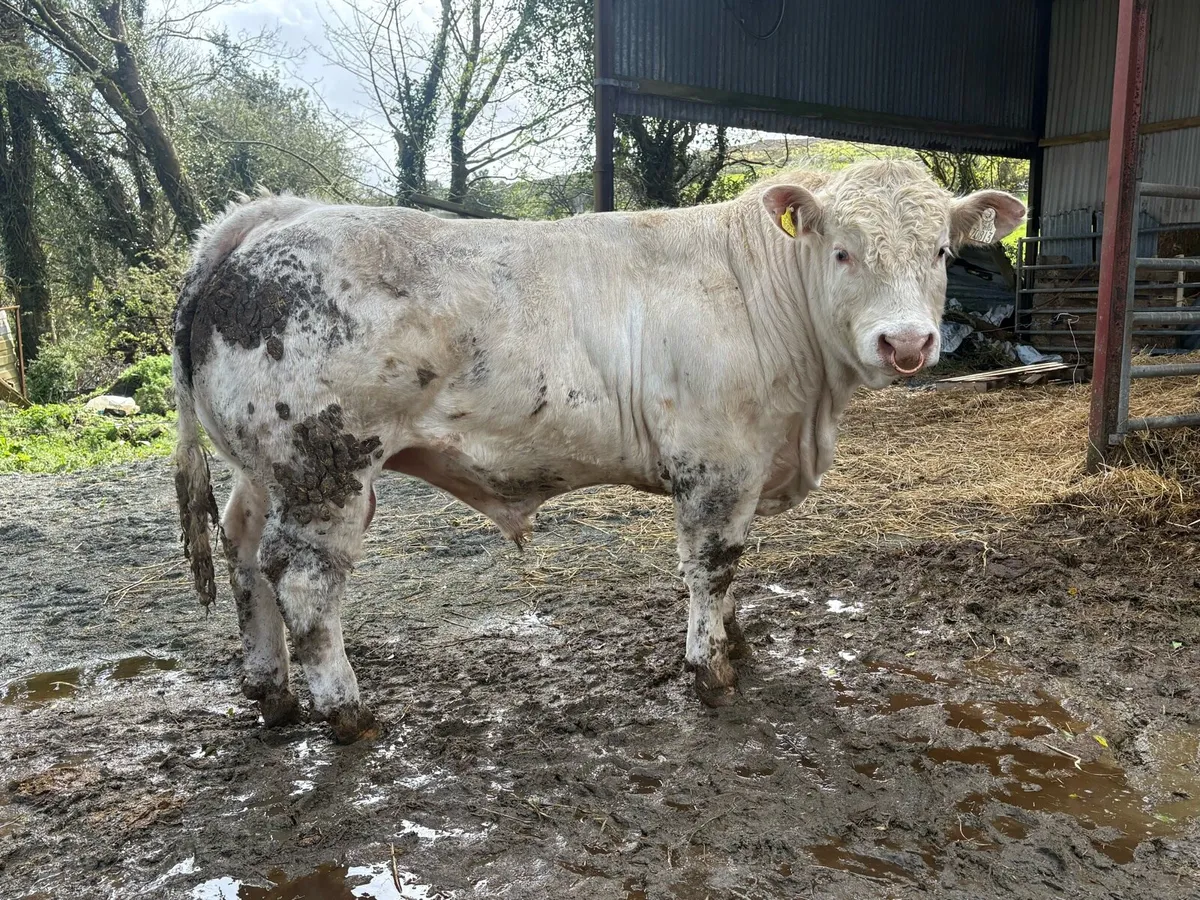 PBR CHAROLAIS & ANGUS BULLS - Image 2