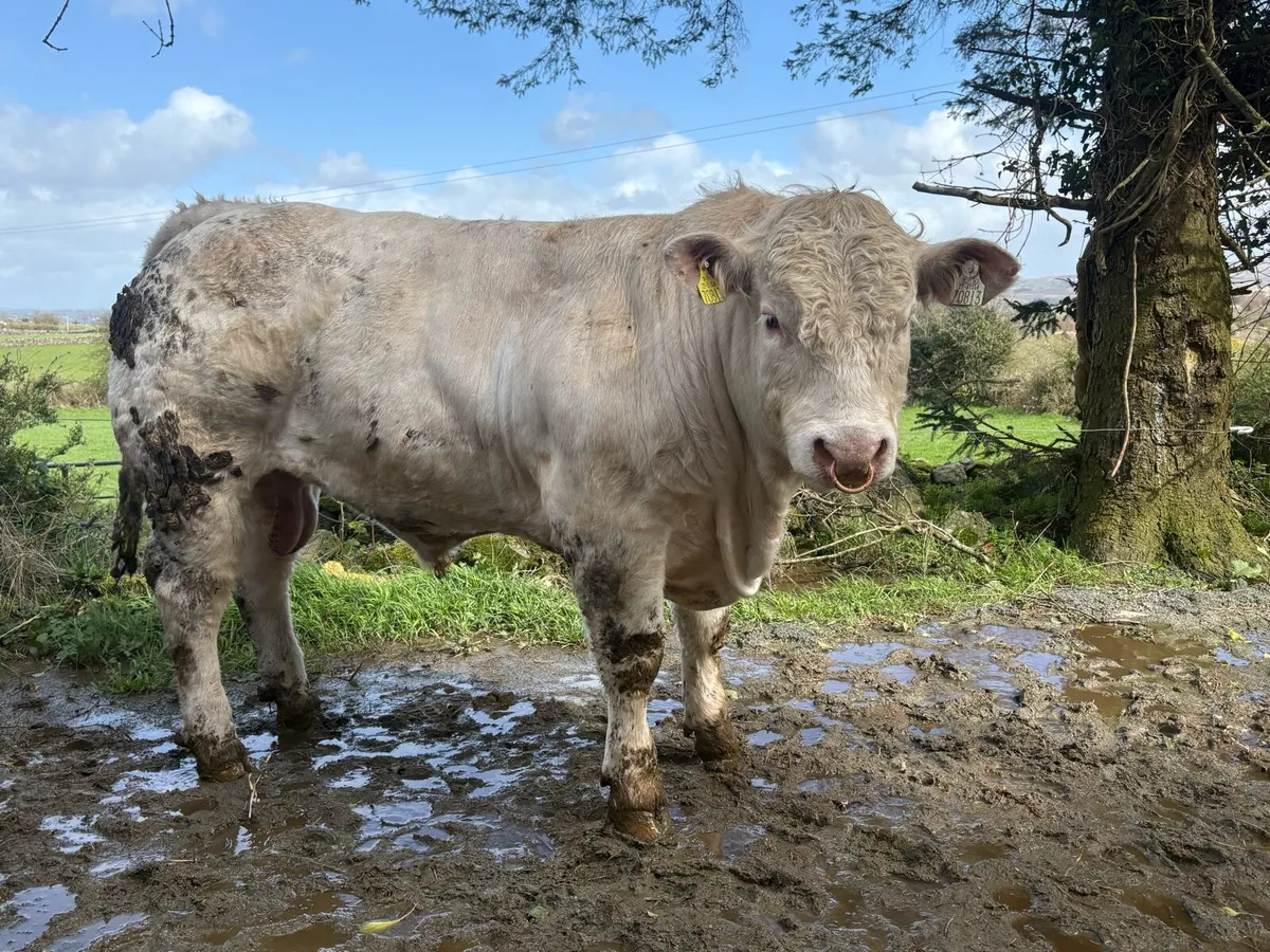 PBR CHAROLAIS & ANGUS BULLS - Image 3