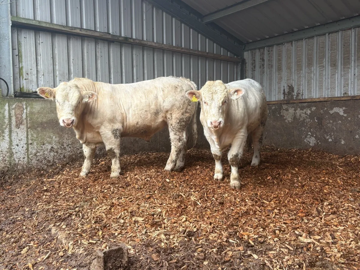 PBR CHAROLAIS & ANGUS BULLS - Image 4