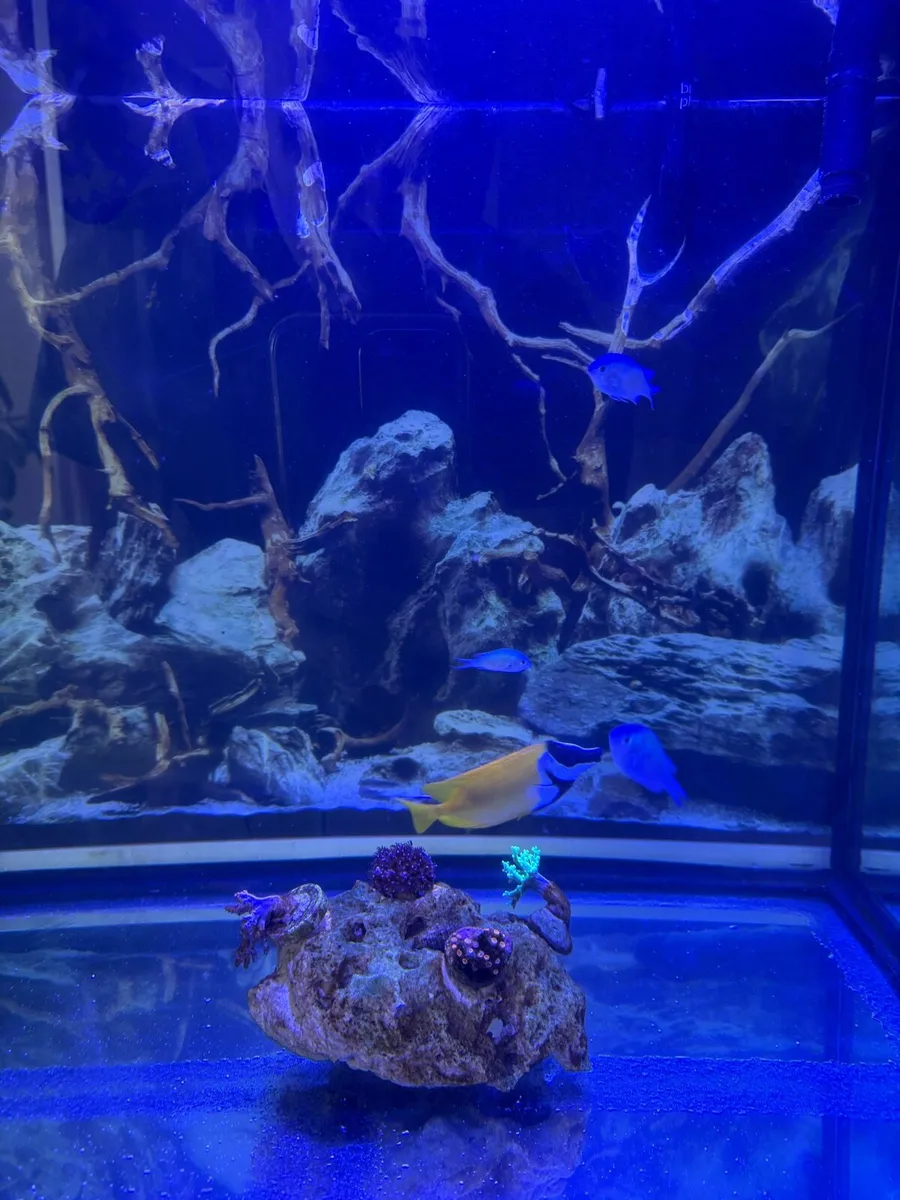Marina aquarium 250L - Image 2