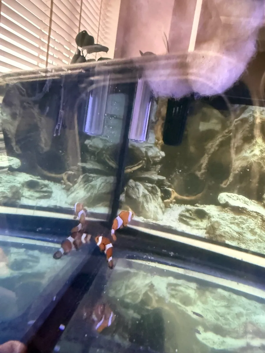 Marina aquarium 250L - Image 3