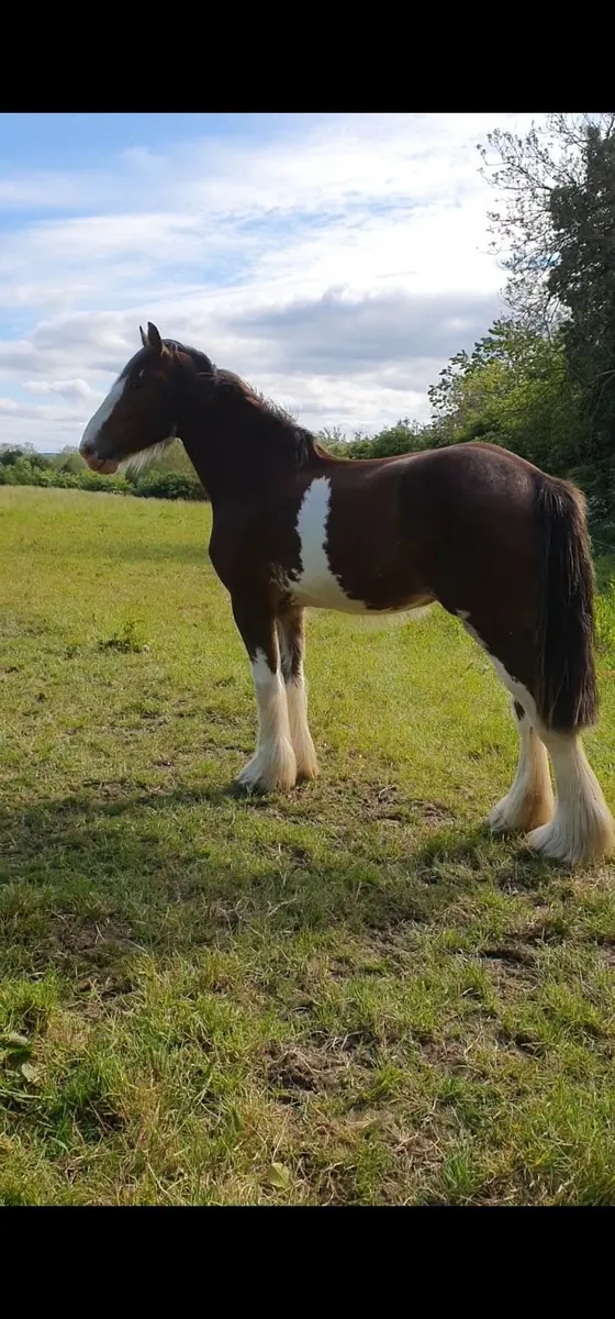 Stunning Registered Clydesdale  mare - Image 2