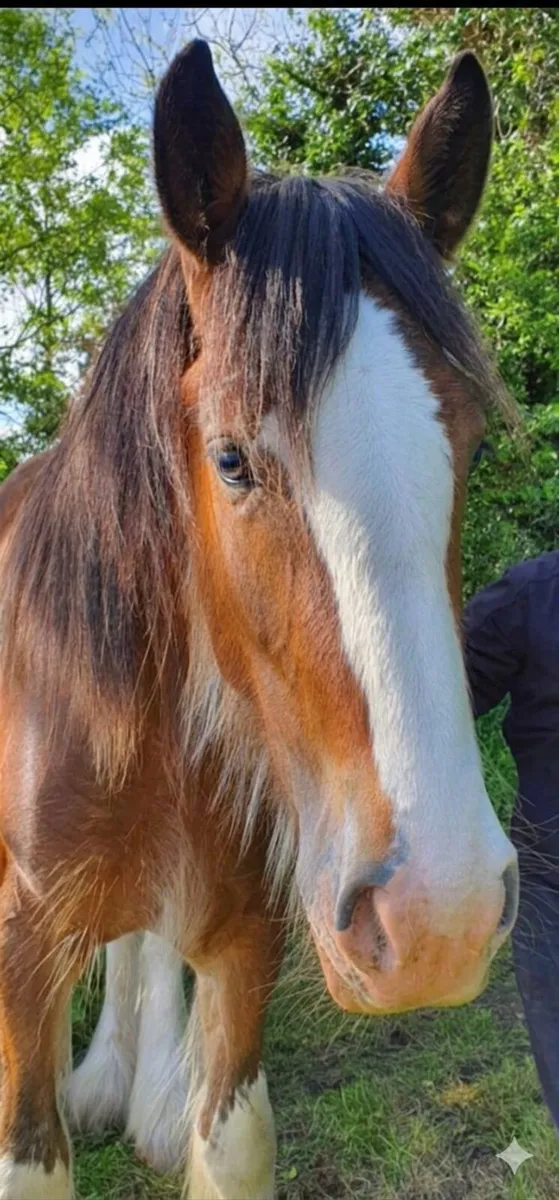 Stunning Registered Clydesdale  mare - Image 1