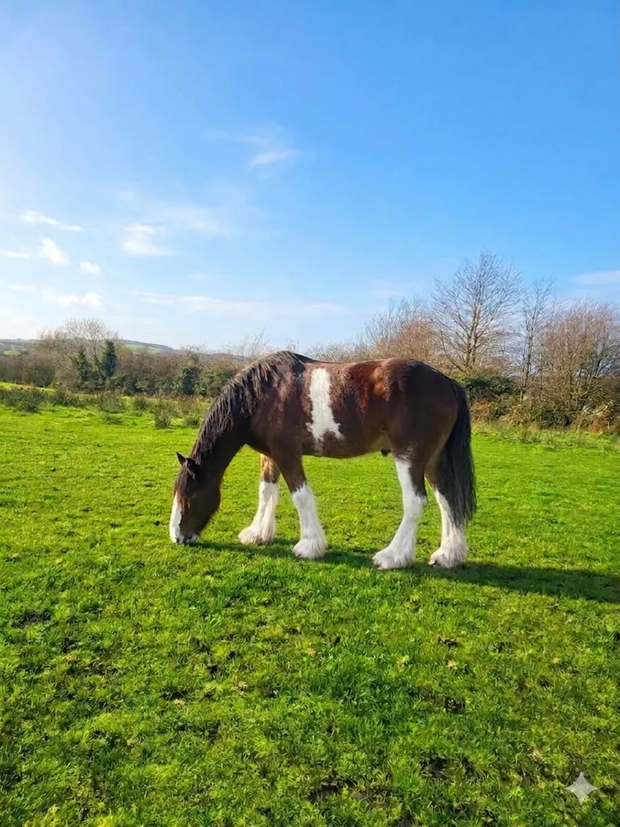 Stunning Registered Clydesdale  mare - Image 4