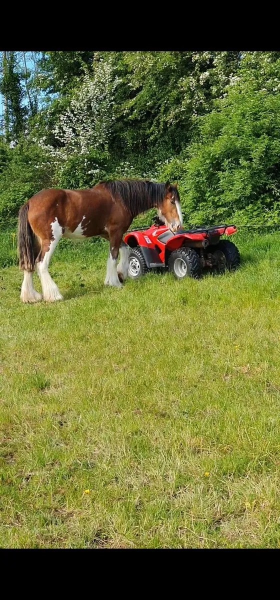 Stunning Registered Clydesdale  mare - Image 3