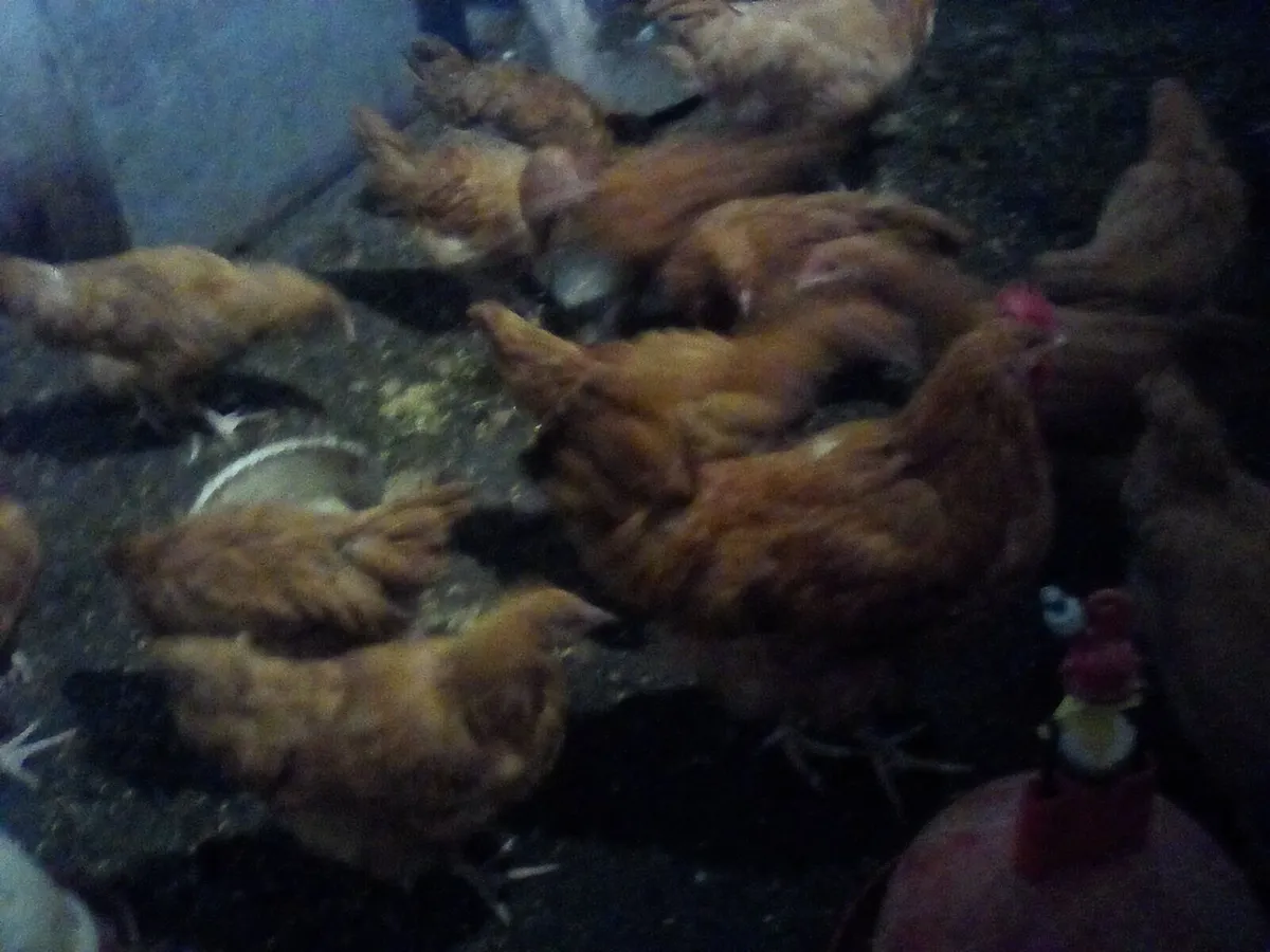 Pullets. Turkey and chicks - Image 1