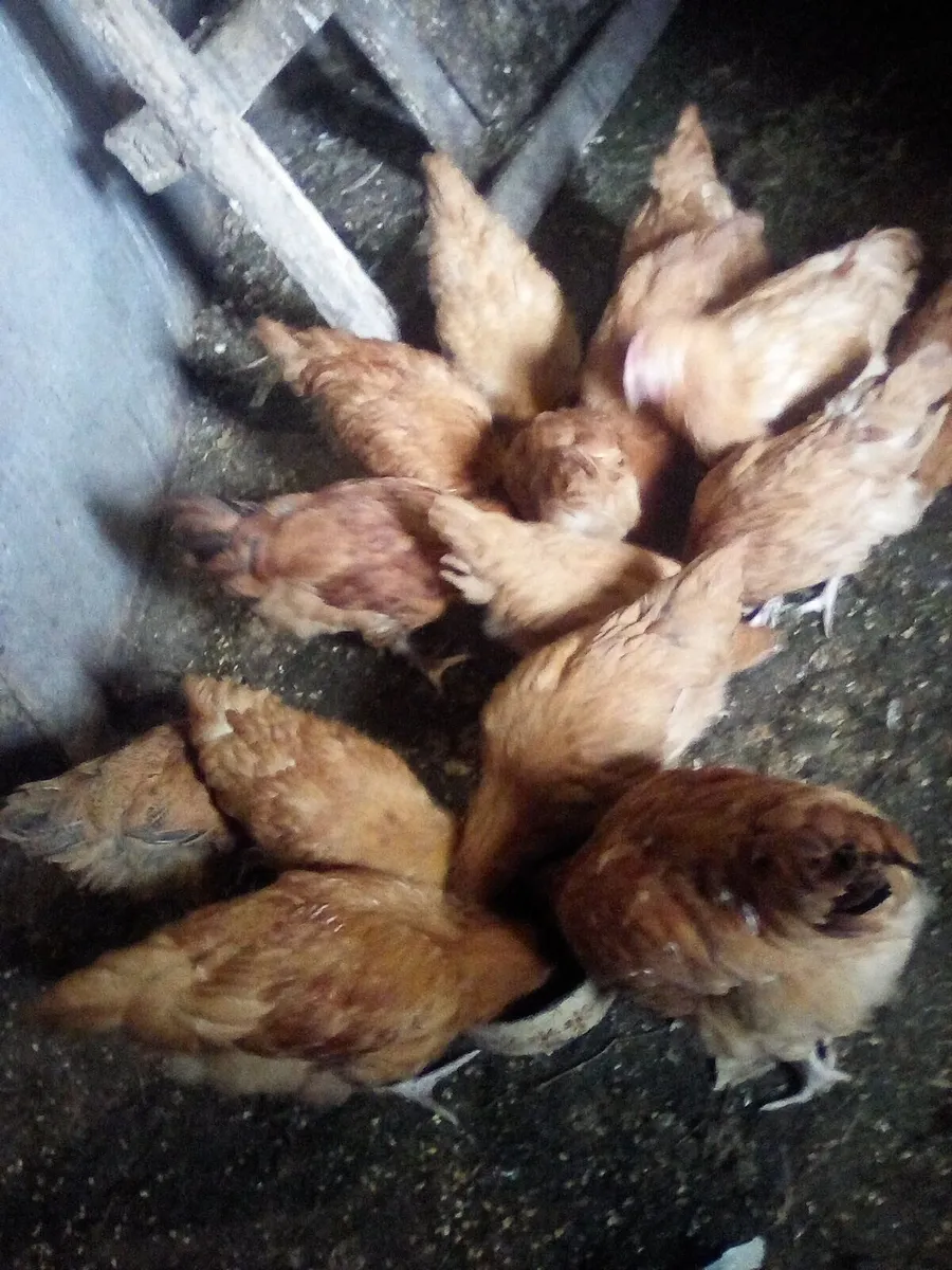 Pullets. Turkey and chicks - Image 2