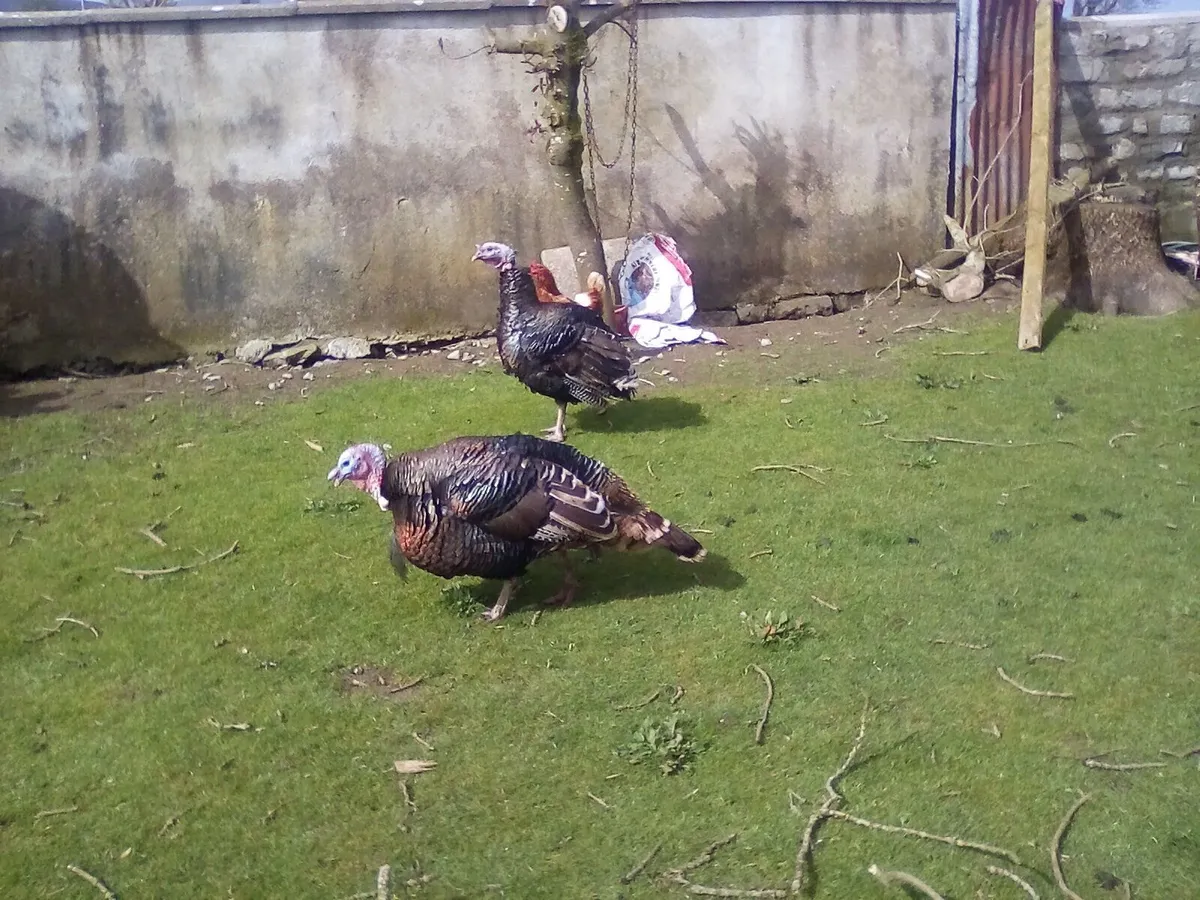 Pullets. Turkey and chicks - Image 3