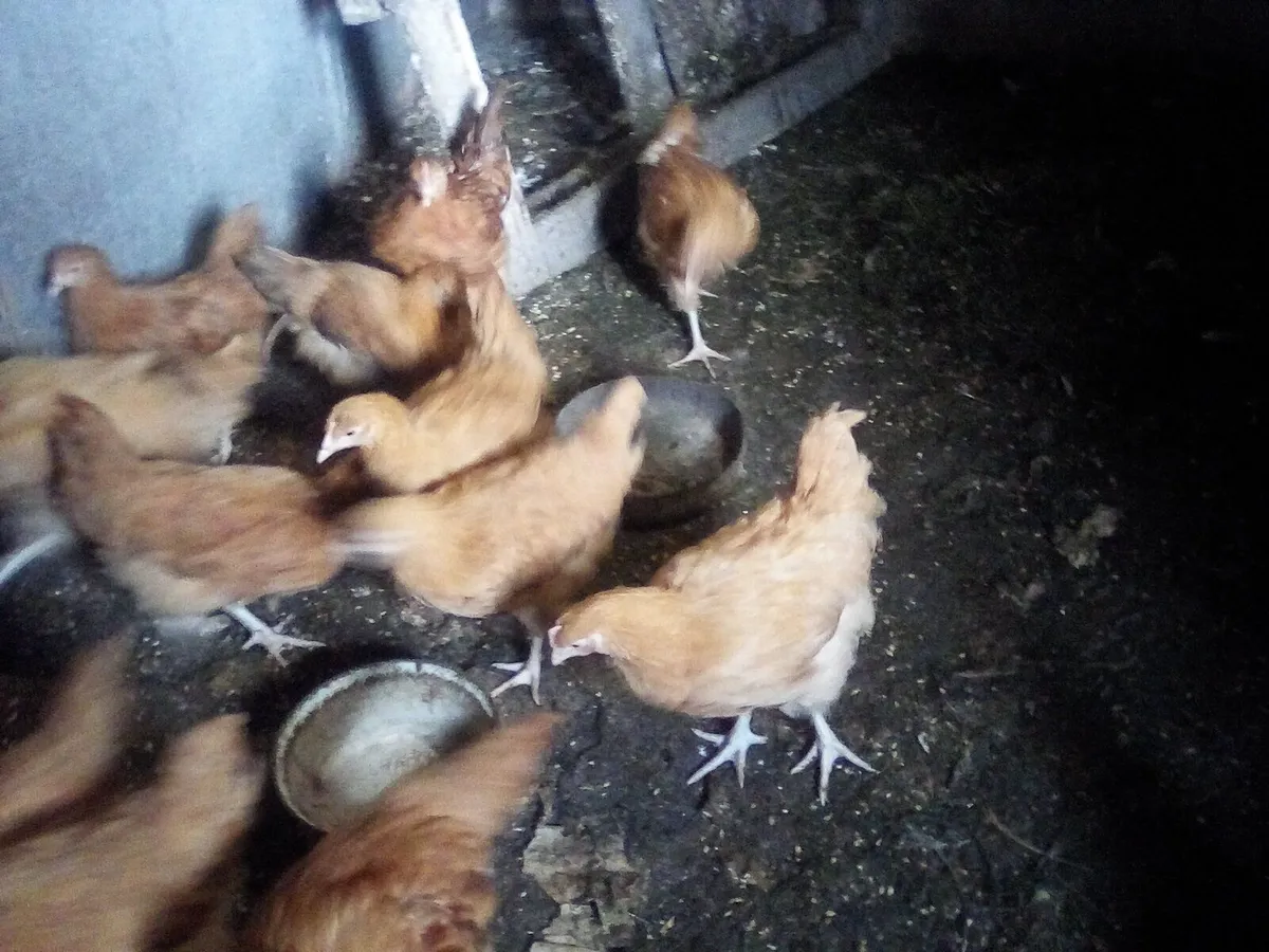 Pullets. Turkey and chicks - Image 4