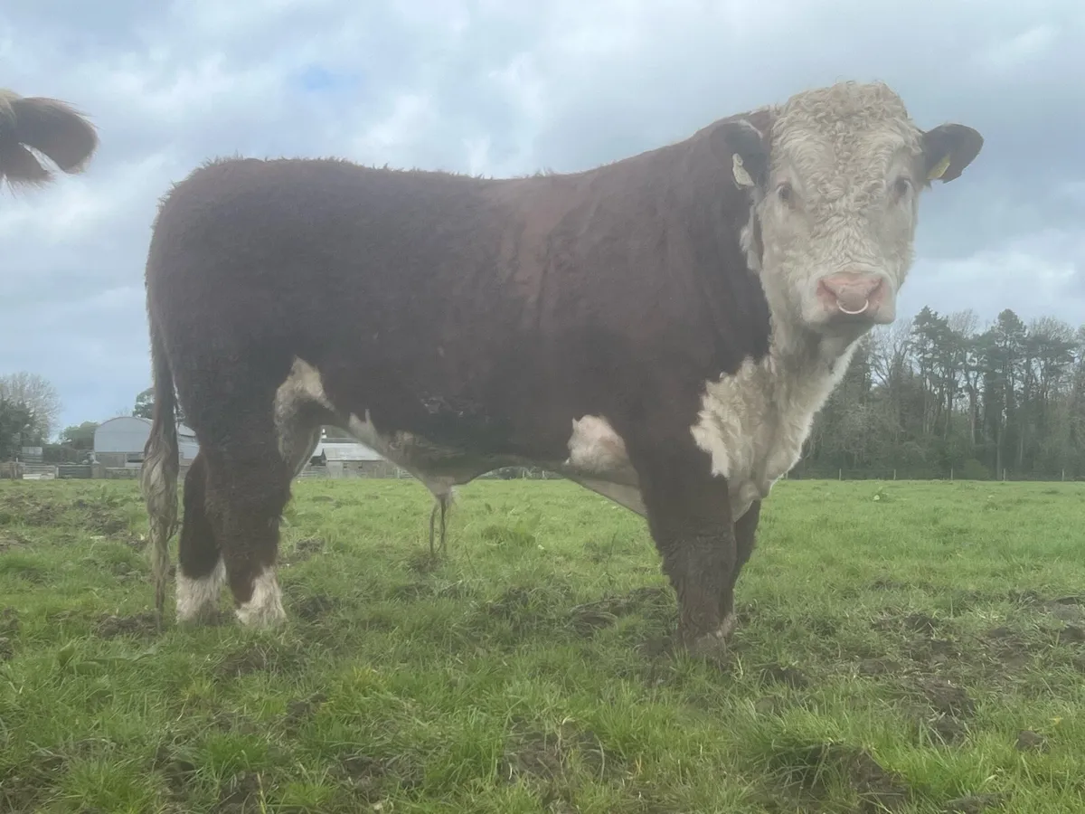 Hereford bulls - Image 1