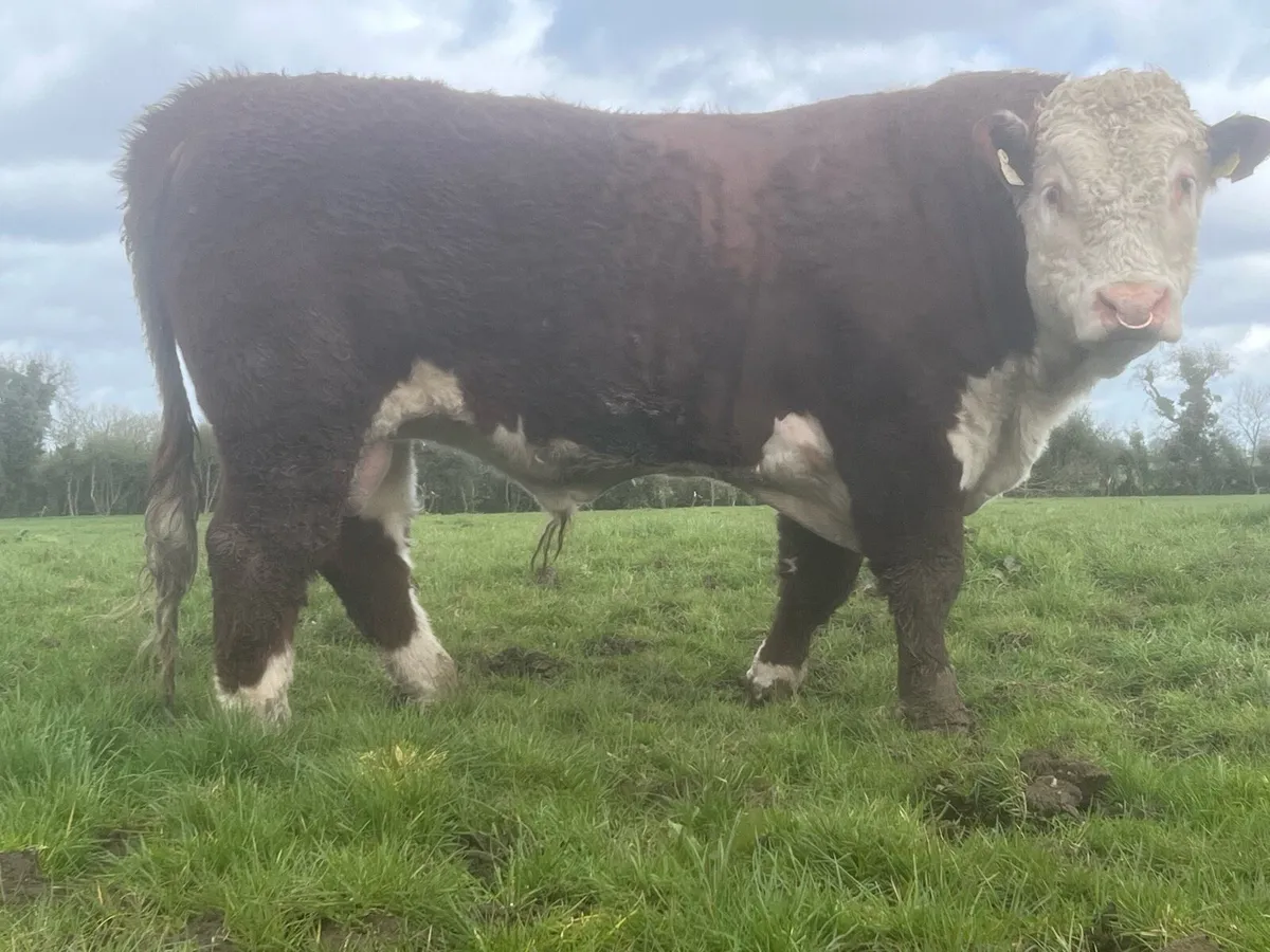 Hereford bulls - Image 2