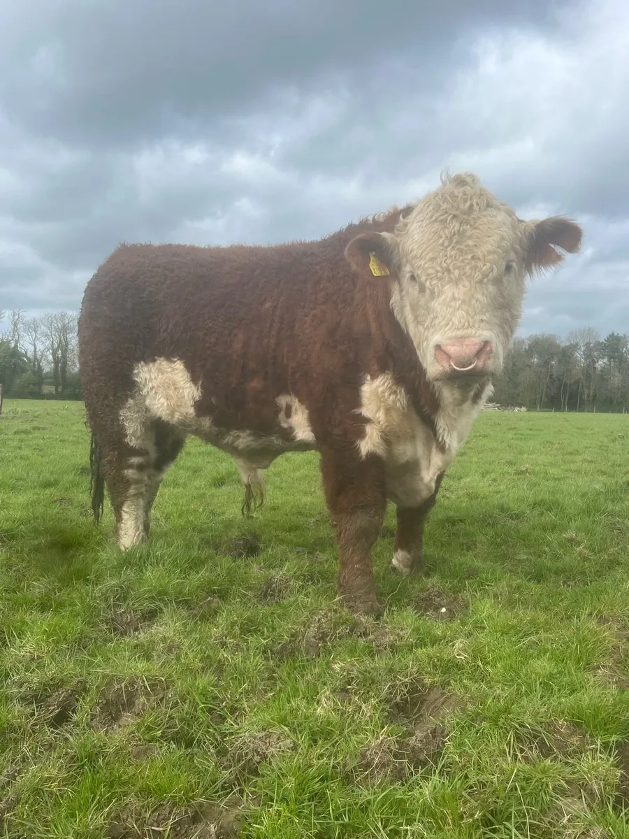 Hereford bulls - Image 3
